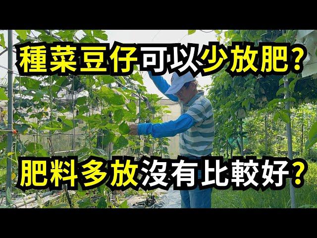 種菜豆仔(長豆)可以少施肥?多放肥料不一定比較好，放錯肥料，容易延後開花結莢| 阿星種植