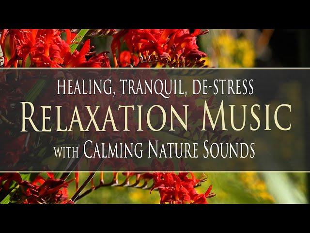 Tranquil Healing RELAXATION MUSIC ‍️ with 7.83Hz for a Heightened State of Relaxation