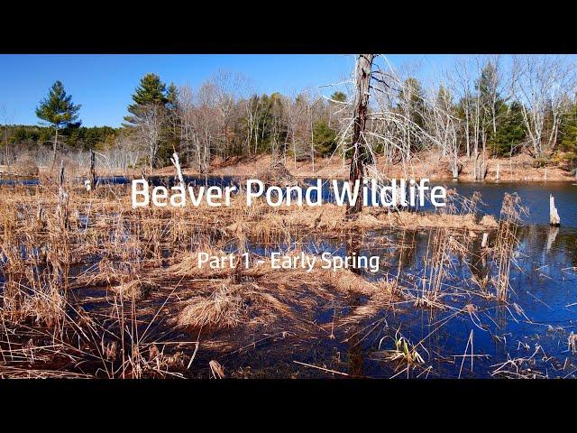 Beaver Pond Wildlife:  Part 1 - Early Spring