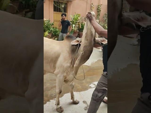 Professional Qasai | Eid 2024