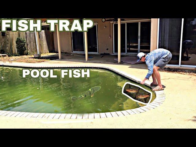 Fish Trap Saves Abandoned Pool Fish!!!