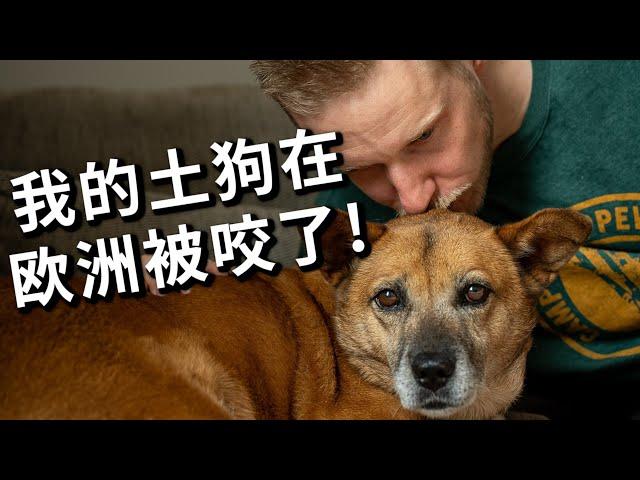 [ENG中文 SUB] How MY DOG WAS BITTEN by a bigger Dog!