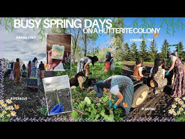 come to work with us | planting cold crops, cleaning raspberries + it was a hot one 