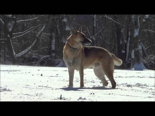 Working Diesel in the Snow