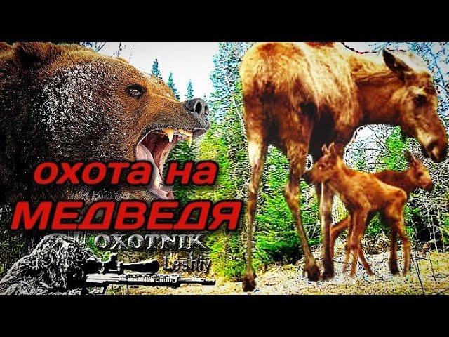 Лось чуть не залез ко мне на дерево! Весенняя охота на медведя на солонцах.