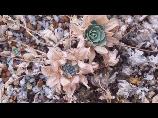 OROSTACHYS DUNCE CAP - Winter Death - COLD HARDY SUCCULENT PLANT