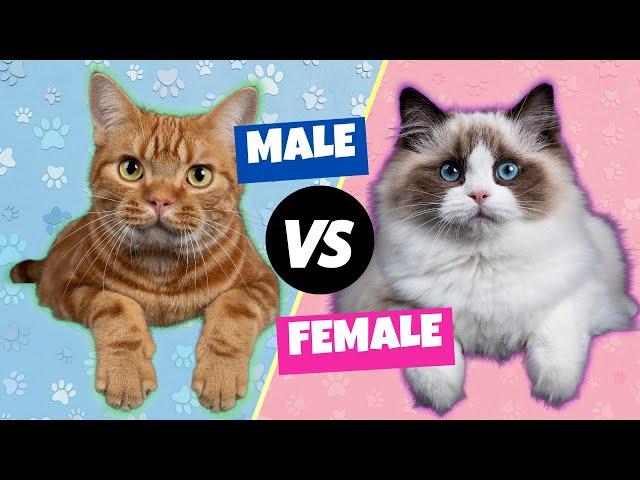 Male vs. Female Cats: The Differences