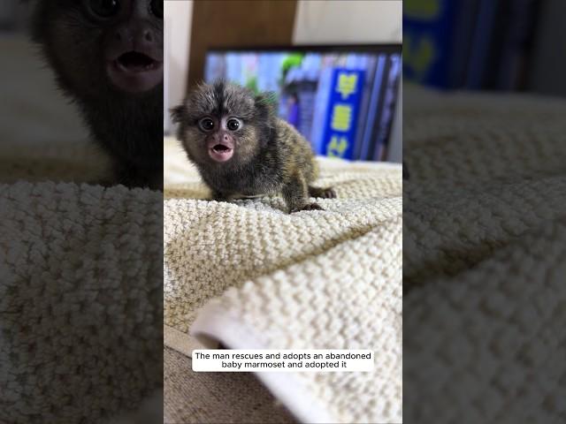 The man rescues and adopts an abandoned baby marmoset and adopted it