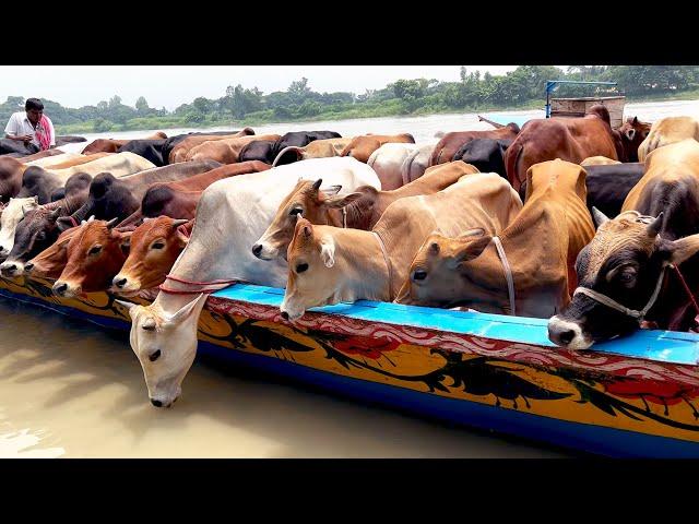 cow unloading, cow videos, cow video, big cow, goru hamba cow, Ep - 519