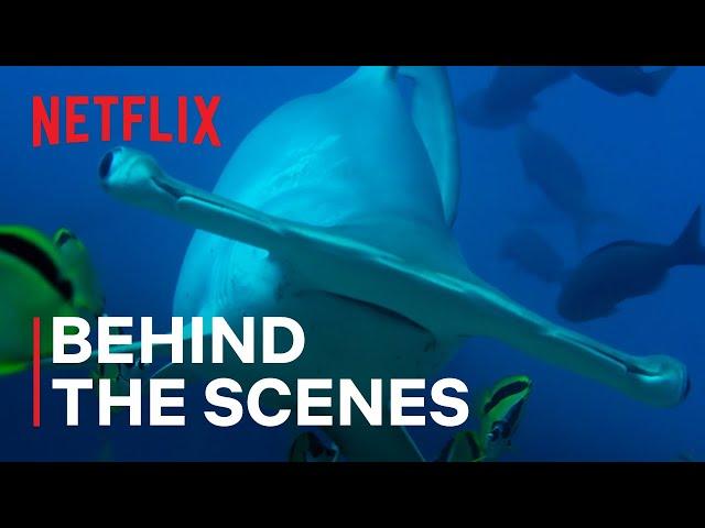 Why Hammerhead Sharks are important to the ocean | Our Living World | Netflix