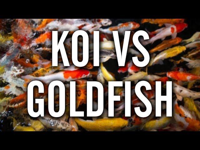 Koi vs Goldfish - Which to Choose for Your Pond