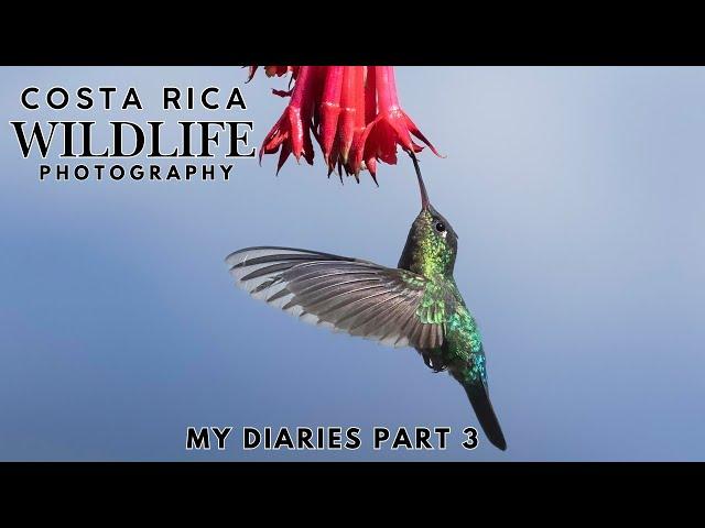 Costa Rica Wildlife Photography | My Diaries Final Part 3 - Finding Birds & The Resplendent Quetzal