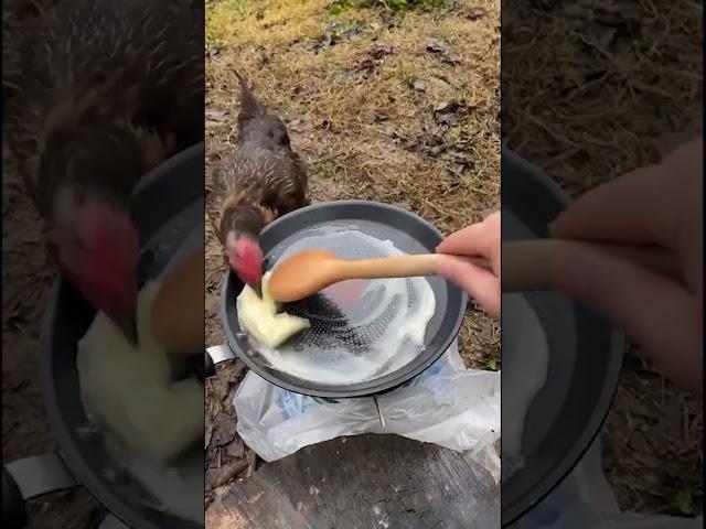 The end of the chicken that stole butter