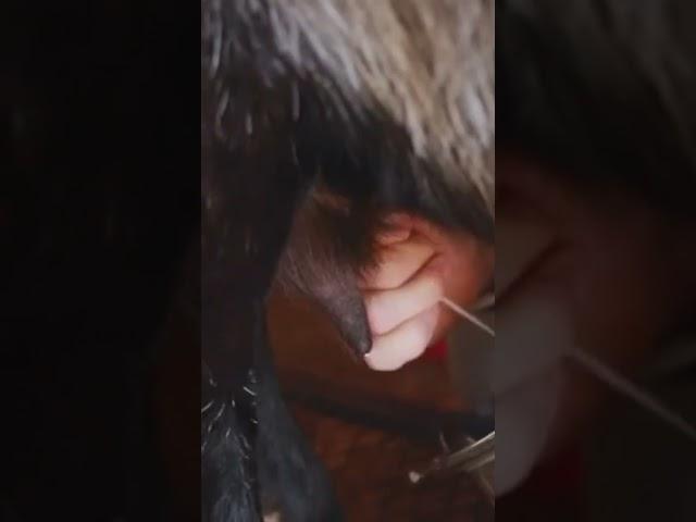 EASY way to Milk a Goat