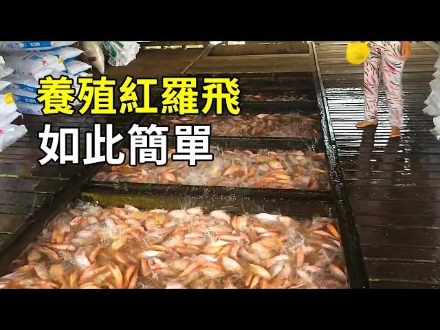 紅羅非魚的秘密，養殖過程大開眼界