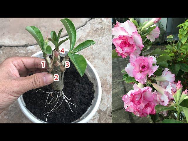 How to plant Desert roses sprout 4 sprouts on 1 stem