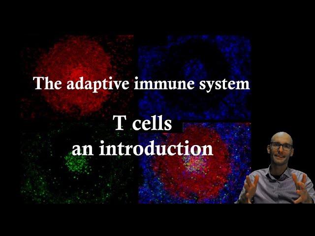 T cells Introduction