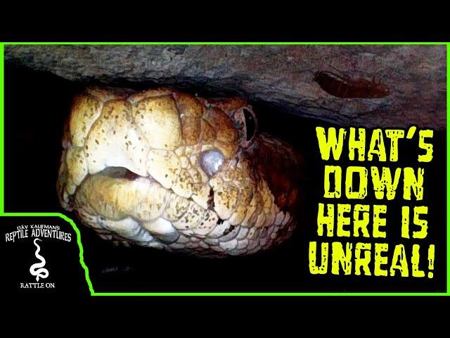 WHAT'S INSIDE A RATTLESNAKE DEN?