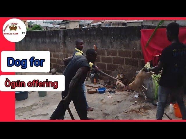 Beheading of  dog head for Ògún Lakaye offering | ATYHO TV |