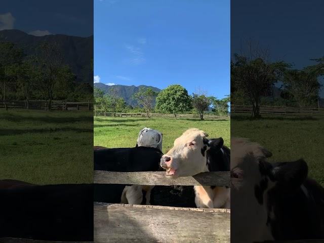 The view #mountains #view #nature #farmer #travelvlog #viralvideo #viralshort #mangu #travel #bogor