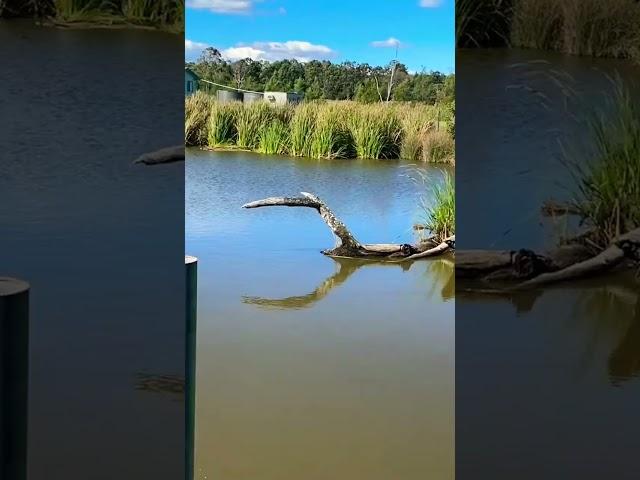 Deadly crocodiles #crocodile #aligators #deadlycreatures #dangerous #viral #trendy #deadly #scary