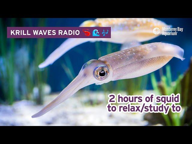 2 Hours Of Squid To Relax/Study/Work To | Lofi Hip Hop | Monterey Bay Aquarium Krill Waves Radio