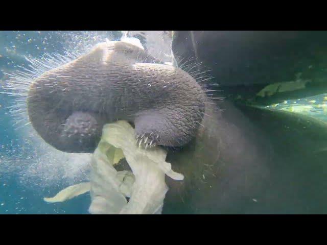 An eating Caribbean manatee