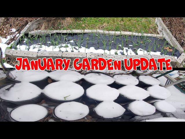 January Garden Update of the Garlic, Blueberry and more | NJ and TX Garden
