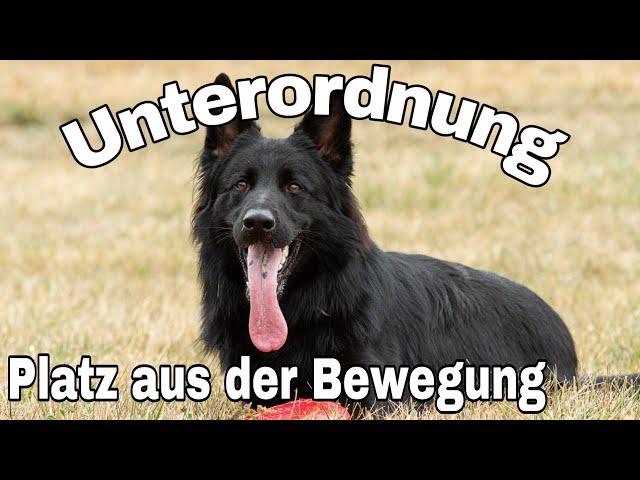 Platz aus der Bewegung, Unterordnung beim Hund training für schnelles ablegen