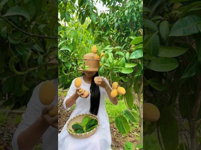 Enjoy beautiful nature with rural life # 429