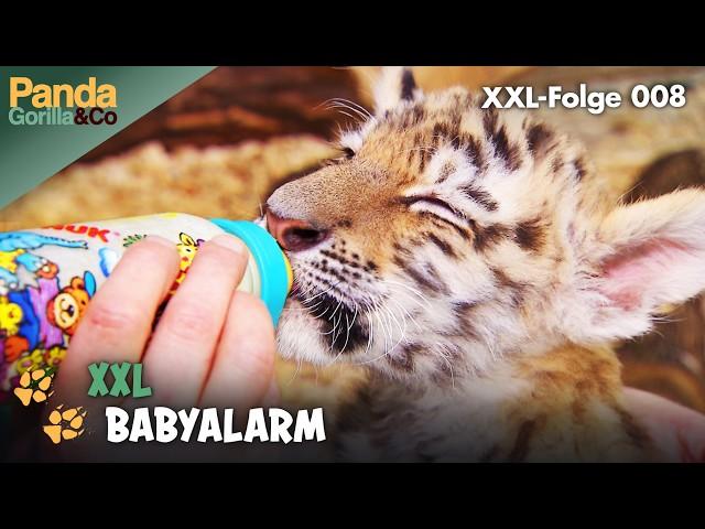 XXL-Baby-Spezial: Ein Tag im Leben der Tierbabys im Zoo | Panda, Gorilla & Co.