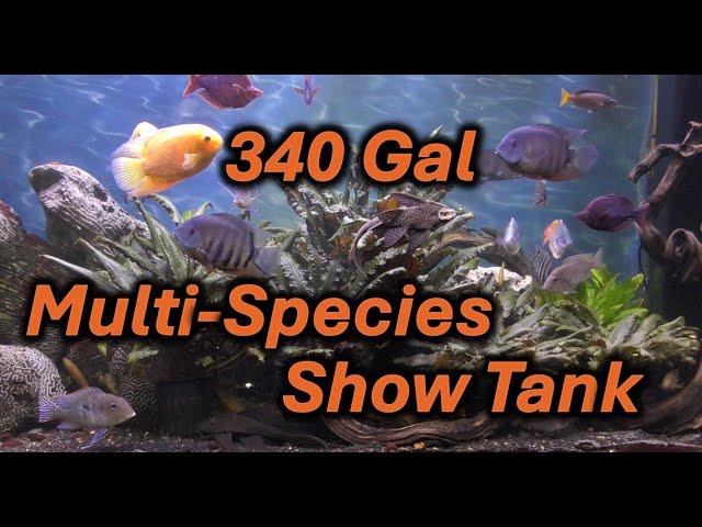 340 Gallon Mult-Species Show Aquarium