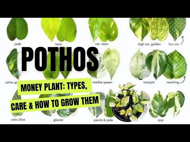 Money Plant or Pothos: Types, Care, and How to Grow Them #pothos #pothoscare #moneyplant