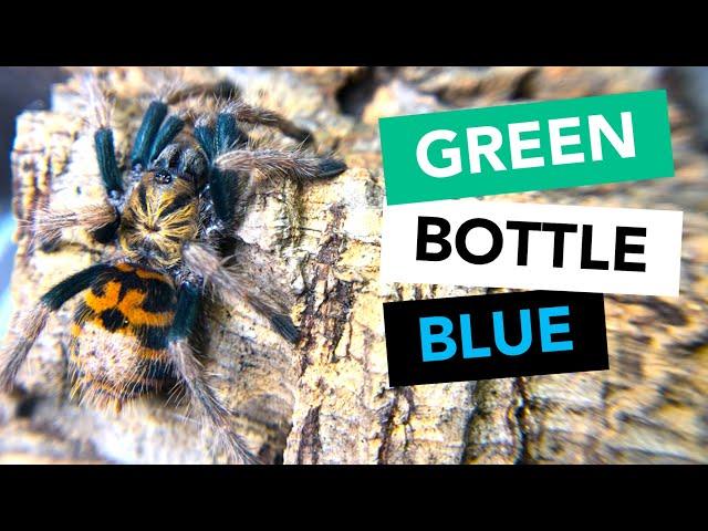 CHROMATOPELMA CYANEOPUBESCENS - Green Bottle Blue