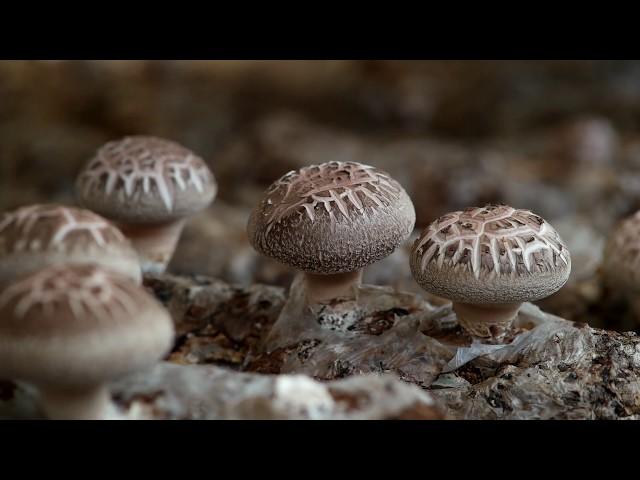 화고 표고 버섯 shiitake mushrooms