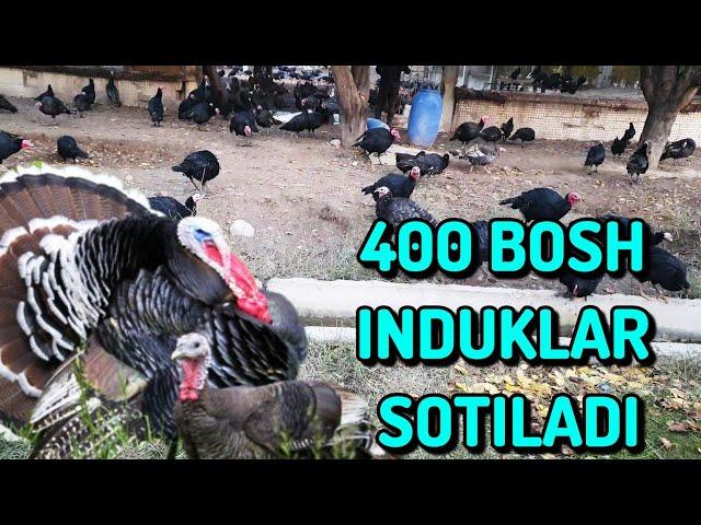 INDUK (KURKA) LAR SOTILADI + 998 99 400 22 99