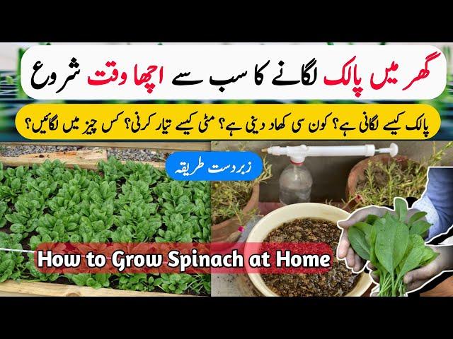 Palak Spinach Grow Karne Ka Sab Se Best Method | How to Grow Spinach in Pots At Home