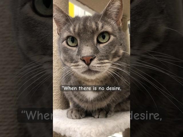 detaching from desires #shorts #cat #quotes #buddha #dharma