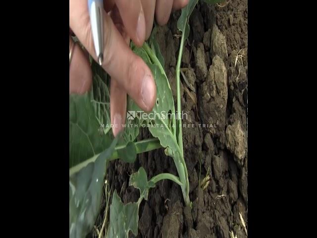 Crop Scouting techniques