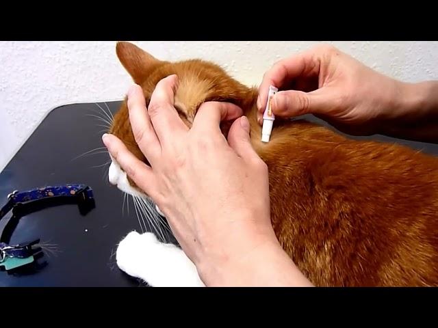 How to administer a Spot-On Flea Treatment to your cat