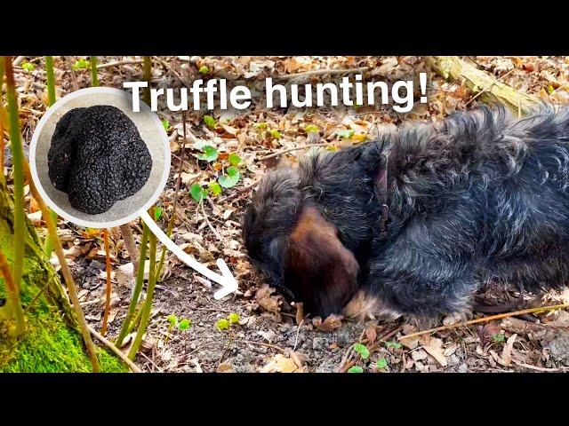 Truffle hunting Dachshund: 1st training day