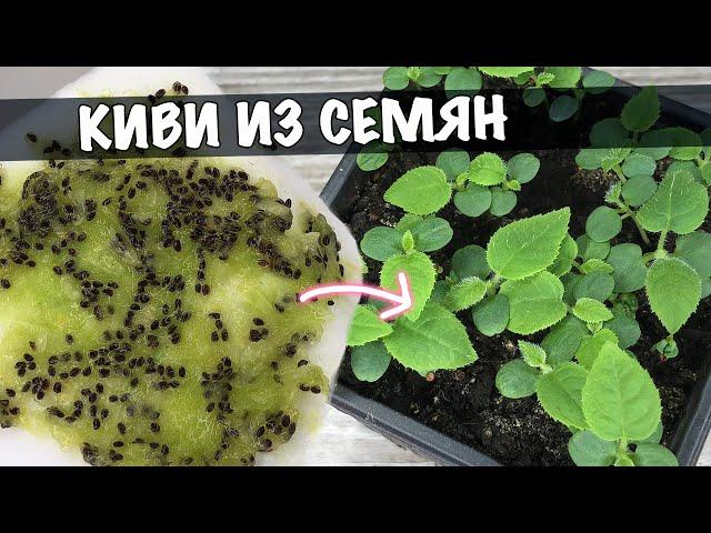 Как вырастить КИВИ ИЗ СЕМЯН. Выращивание киви в домашних условиях.