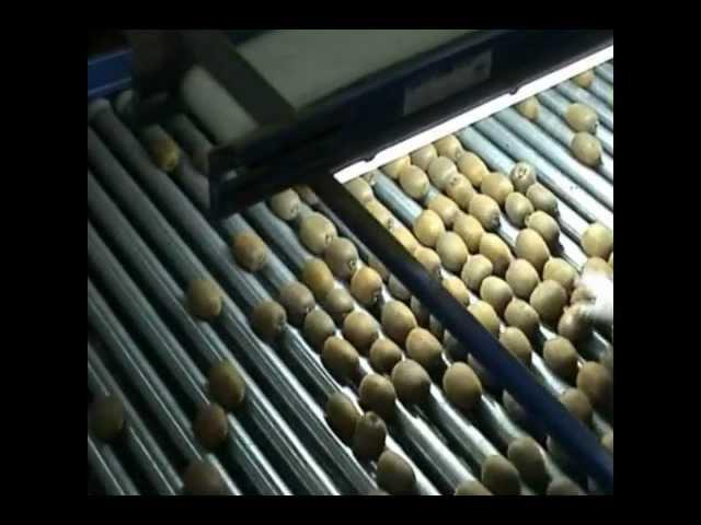 Γραμμές Διαλογής,Συσκευασίας Ακτινιδίων - Sorting,Grading and Packing Line for Kiwi_Novatec