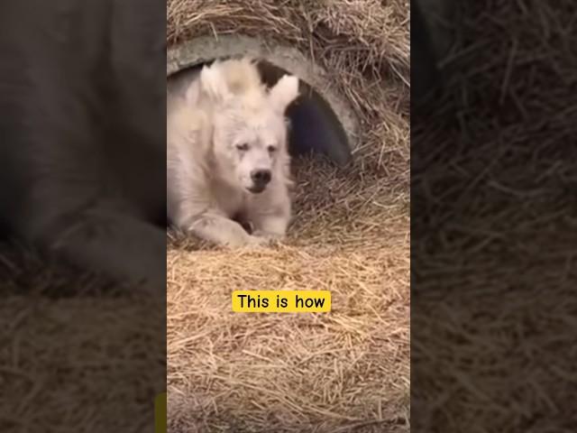 How bear   looks after hibernation #didyouknow #facts #animalshorts #interestingfacts #shorts