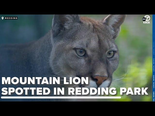 Mountain lion spotted in Redding park has residents on alert