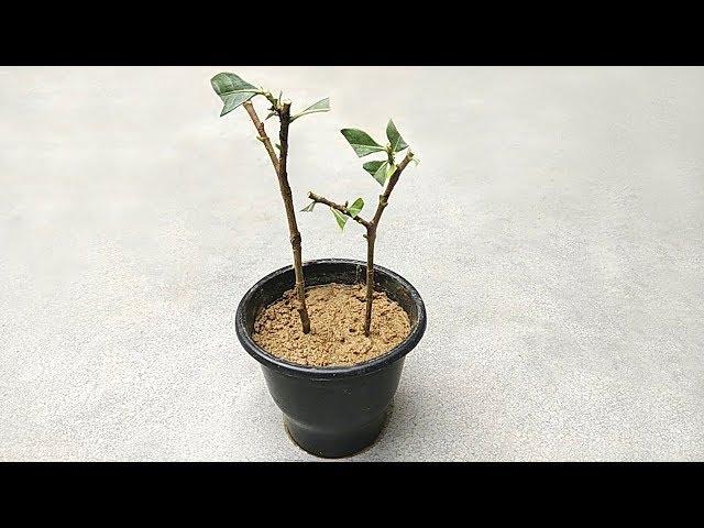 Easy way to grow gardenia from cuttings | Grow gandhraj from cuttings