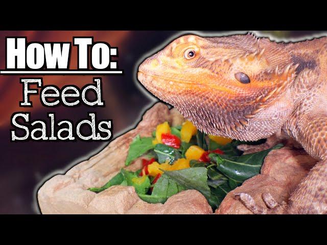 Bearded Dragon Won't Eat Salads? Tips For Stubborn Beardies