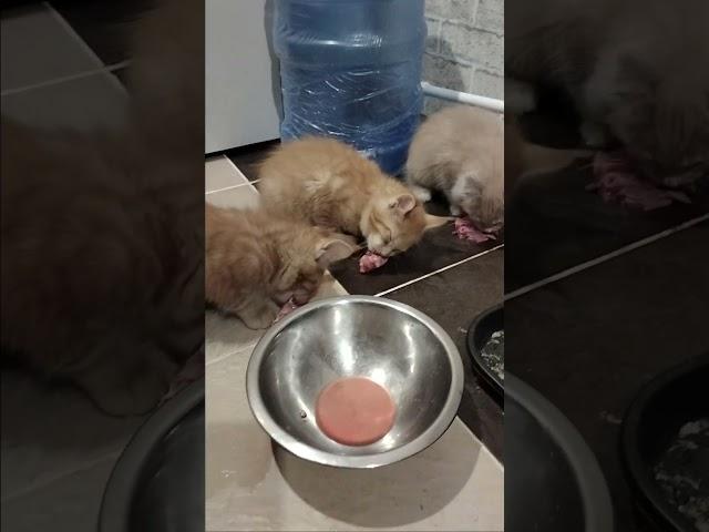 мейн куны отнимают еду у собак убийц
