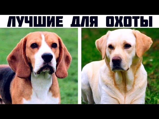 7 Лучших охотничьих пород собак с невероятным нюхом