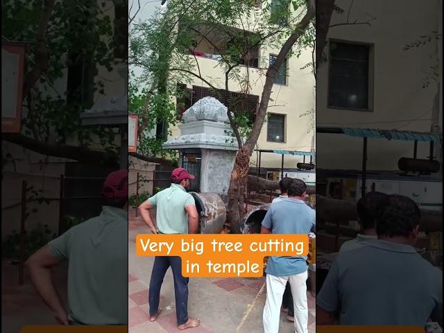 Tree Cutting. #cuttingmachine #tree #treecutting #machine #shorts #yt #chainsaw #trees #big #bigboss